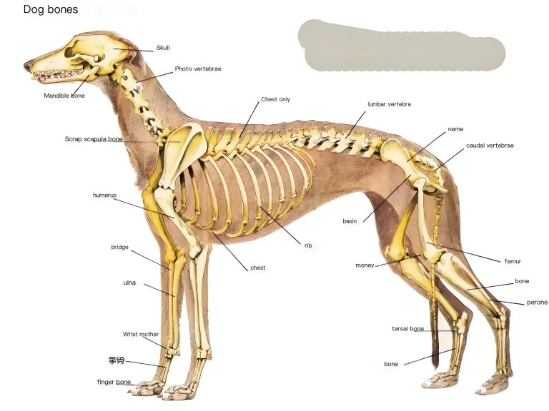 Physiology of Dogs: Unlock Essential Canine Health & Anatomy Secrets