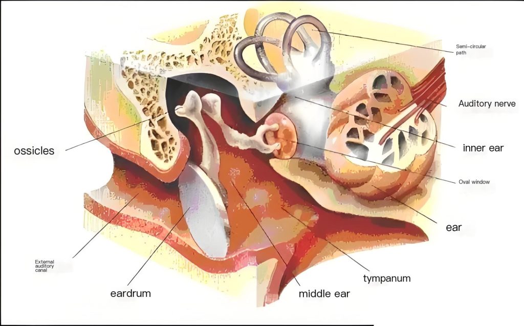 a diagram of the ear