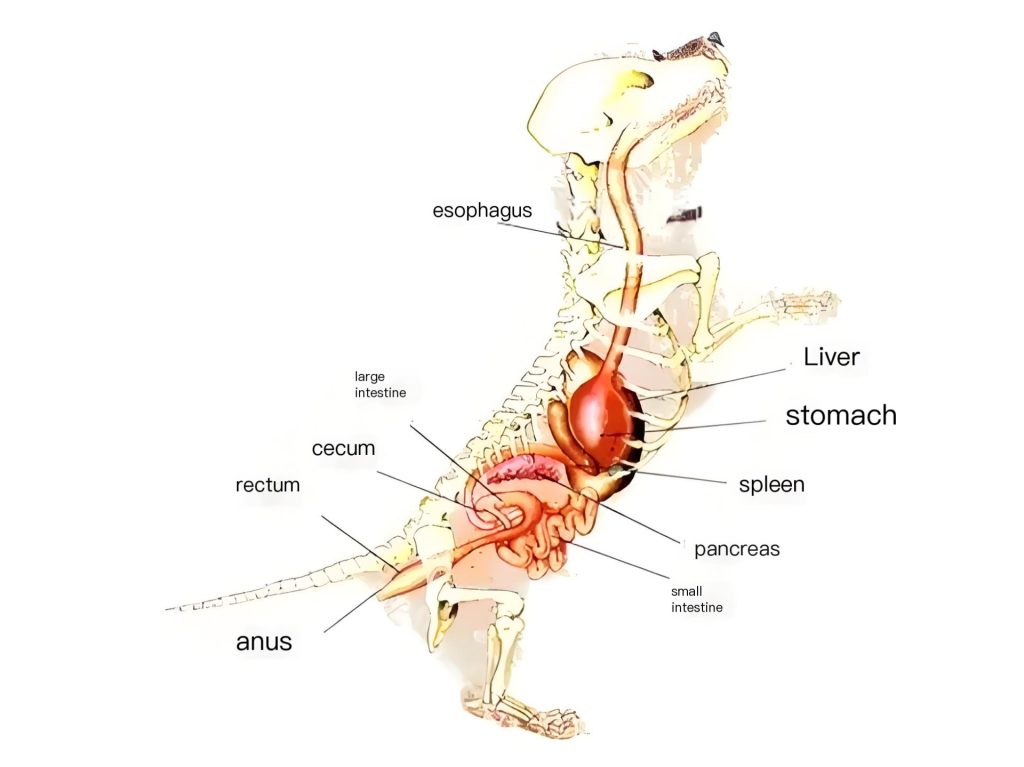 Digestive system of dog