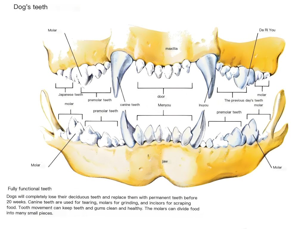 Dog's teeth