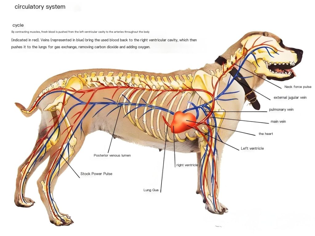 circulatory system of dog