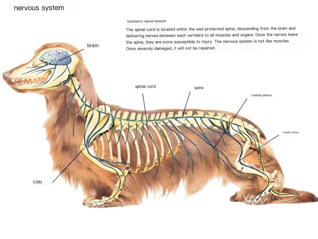 nervous system of dog