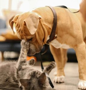 Dog Safety Tips: 5 Things Never to Do