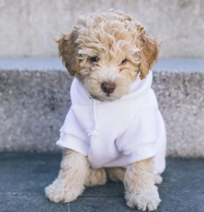 Dog Safety Tips: 5 Things Never to Do