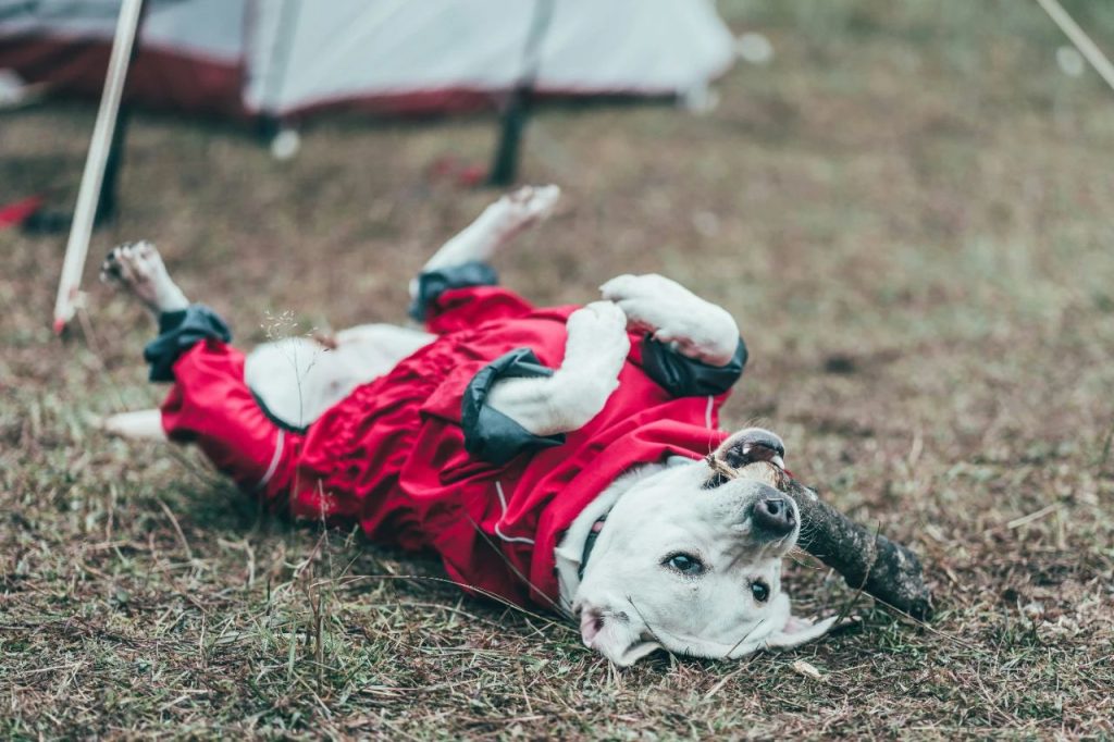 Pet-Related Illnesses: Protect Your Dog & Yourself