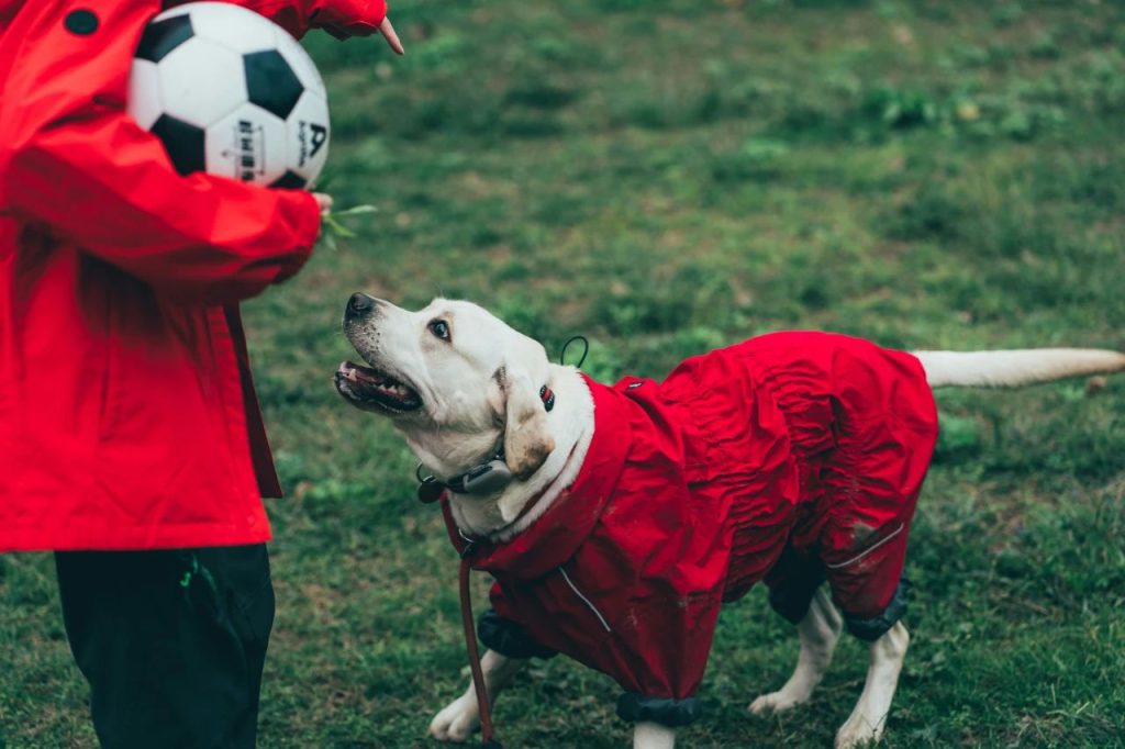 Pet-Related Illnesses: Protect Your Dog & Yourself