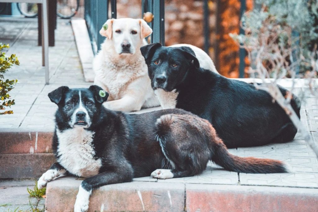 Pet-Related Illnesses: Protect Your Dog & Yourself