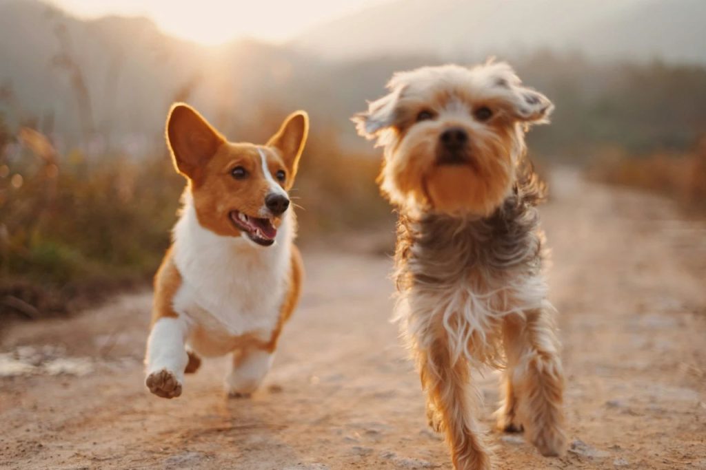 Pet-Related Illnesses: Protect Your Dog & Yourself