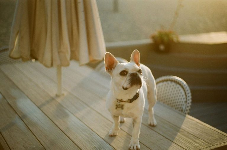 Pet-Related Illnesses: Protect Your Dog & Yourself
