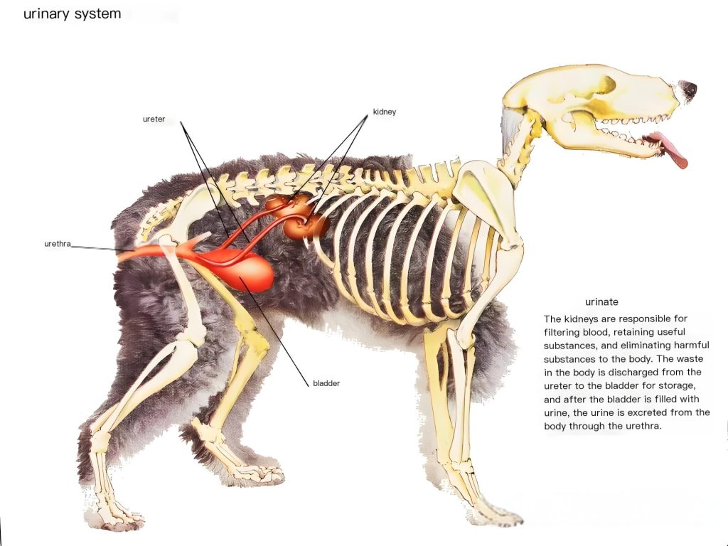 Diagram of the urinary system in dogs