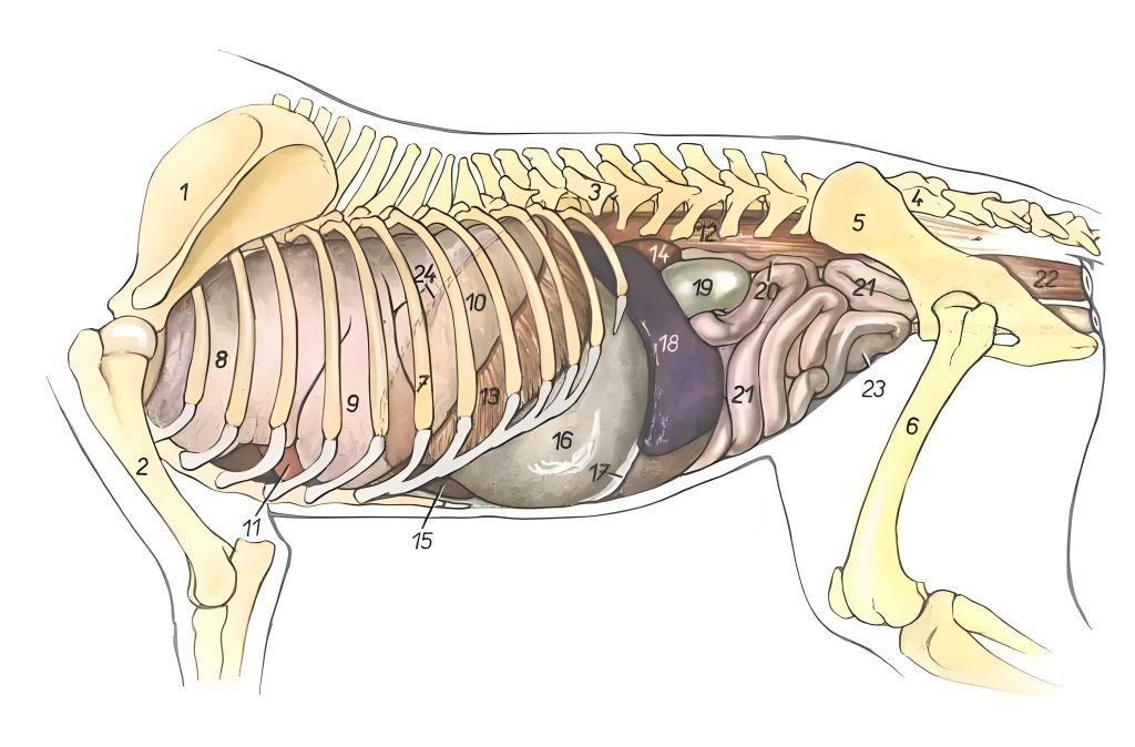 Schematic diagram of a dog's internal organs