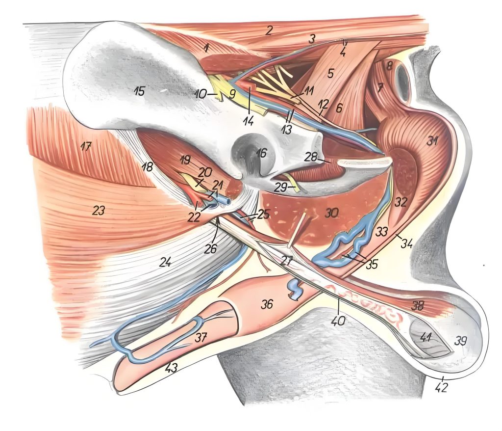 Left view of the location of the dog's reproductive organs. Left pelvic branch removed.