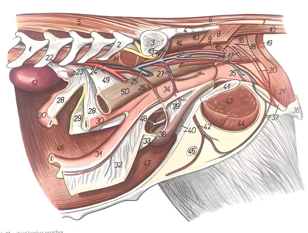 Left view of the location of the reproductive organs in the dog Left pelvic branch and left hemipelvis removed