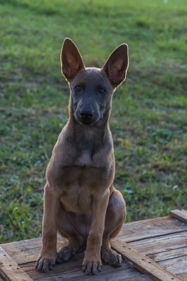 The Ultimate Canine Care Guide: Science-Backed Insights on Dog Physiology, Behavior, and Health