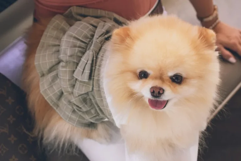 Dog Safety Tips: 5 Things Never to Do