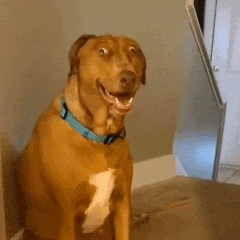 Most Gentle Dogs: Zero Aggression, Need Protection
