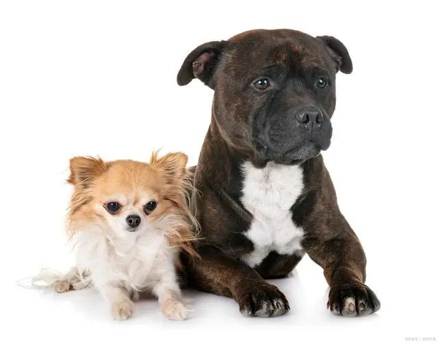 The Ultimate Canine Care Guide: Science-Backed Insights on Dog Physiology, Behavior, and Health