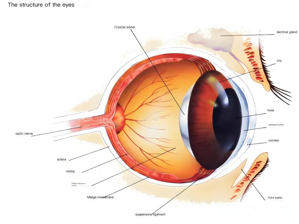 Eye structure diagram