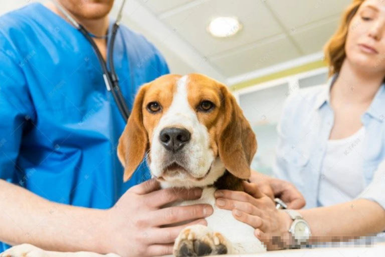 15 Most Practical Advice for New Dog Owners (Stream Saving Edition), Don’t Be Glassy Eyed, Read Before You Own!