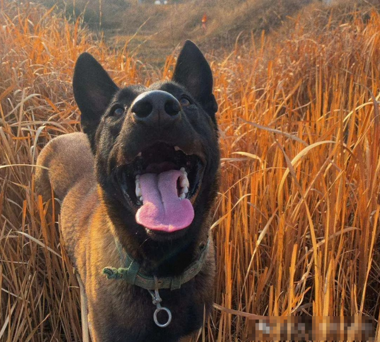 6 Key Signs of a Healthy Dog – How Many Does Your Furry Friend Have?
