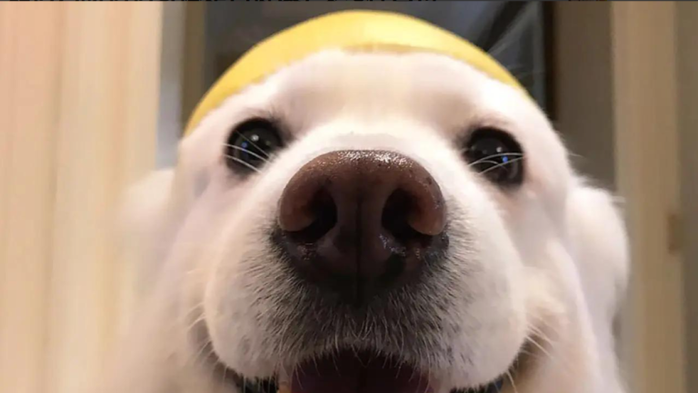 Dog Health Check: 6 Self-Test Methods to Act Now
