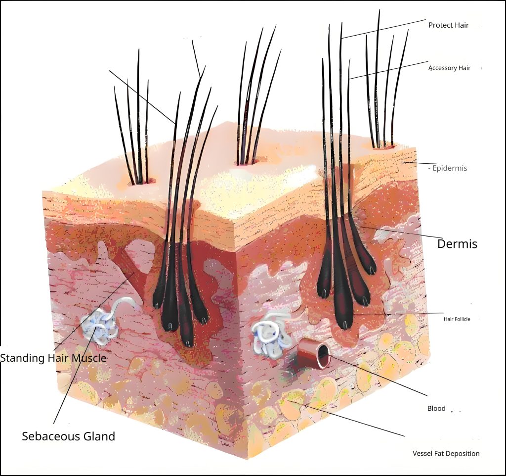Skin section of dog