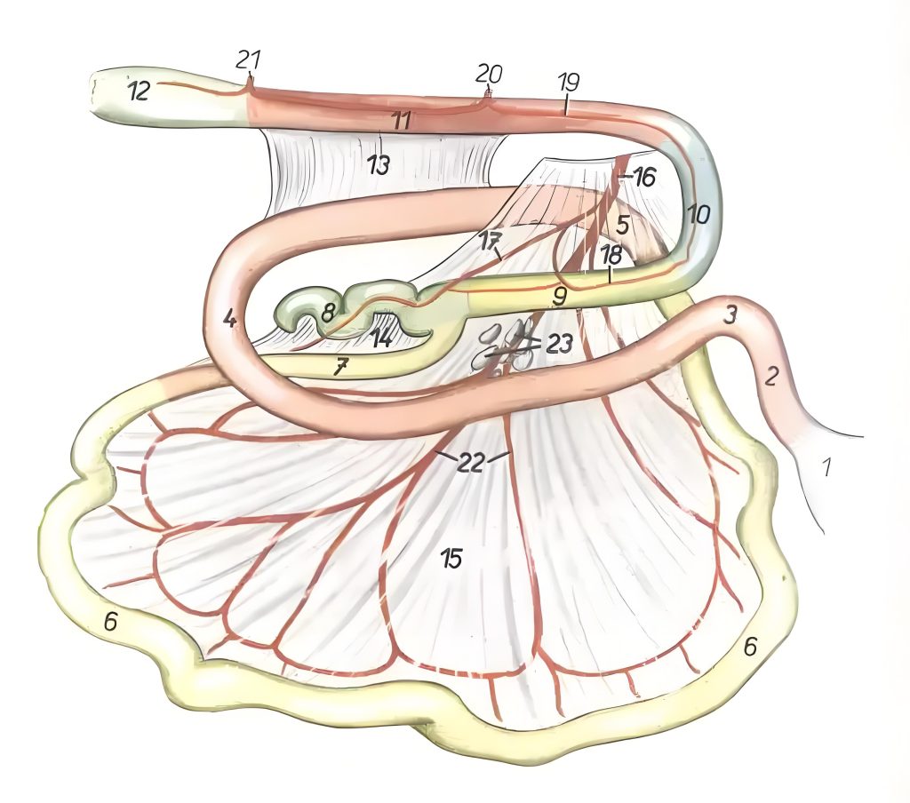 a diagram of a dog body
