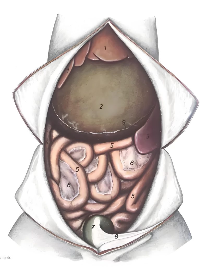 a diagram of a dog body