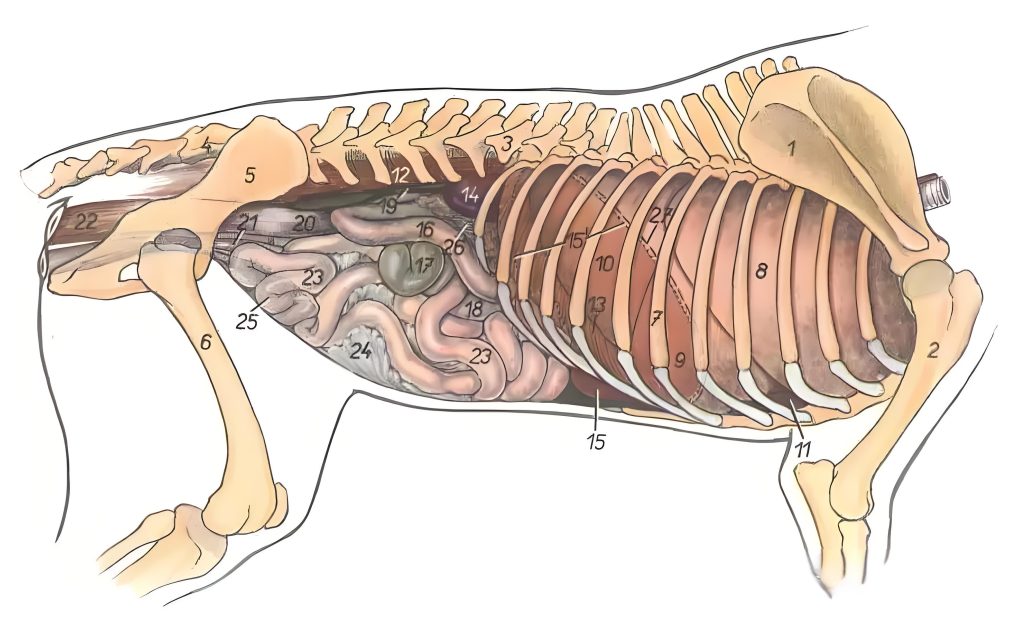 Dog Viscera Right lateral view
