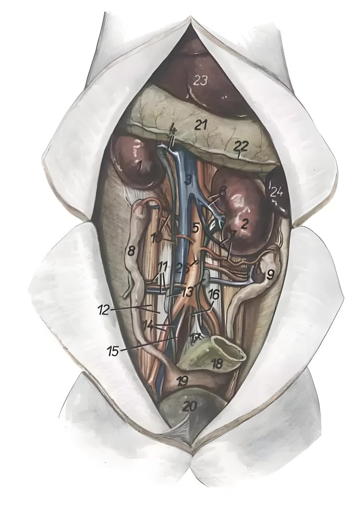 a diagram of the internal organs