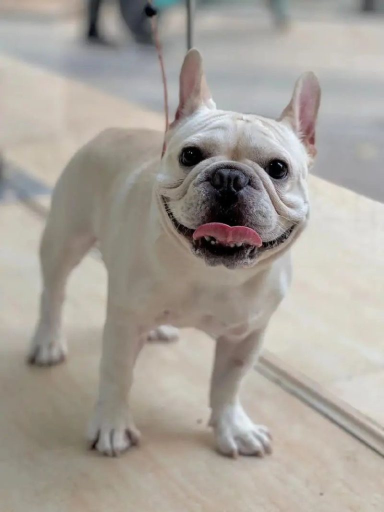 French Bulldog named “Meatball” 