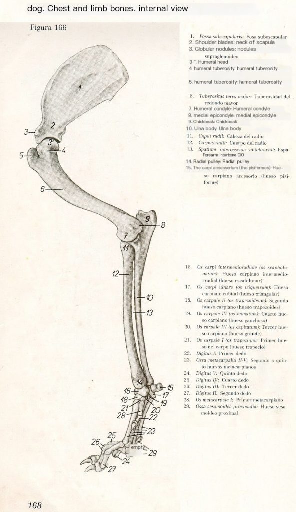 dog. Chest and limb bones. internal view