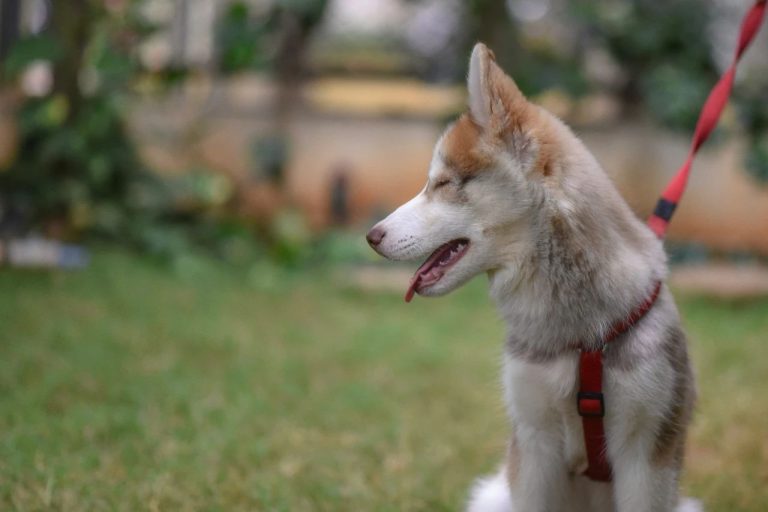 Dog Fears: 4 Hidden Killers Hurting Them Daily