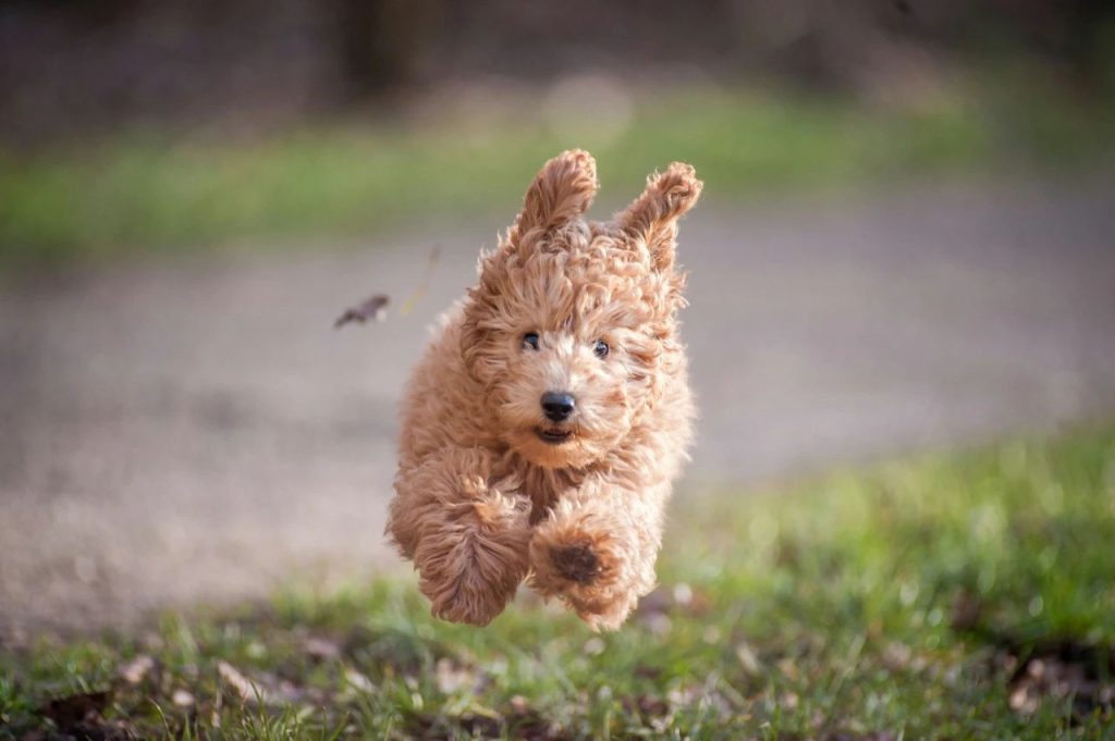 running dog