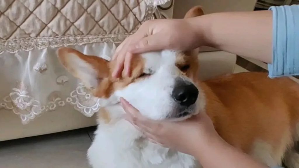The Pure Love of Dogs