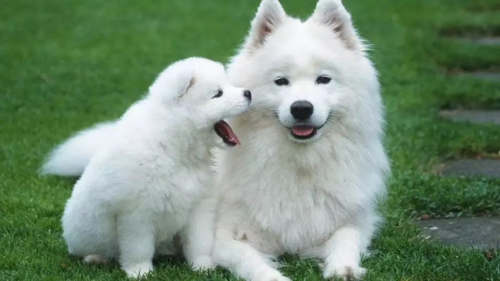 Dogs’ Ways of Expressing Emotion