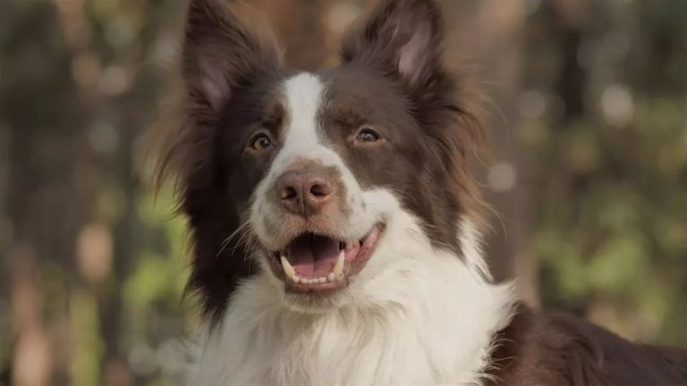 How much does your dog love you? I’ll tell you what’s really good about having a dog