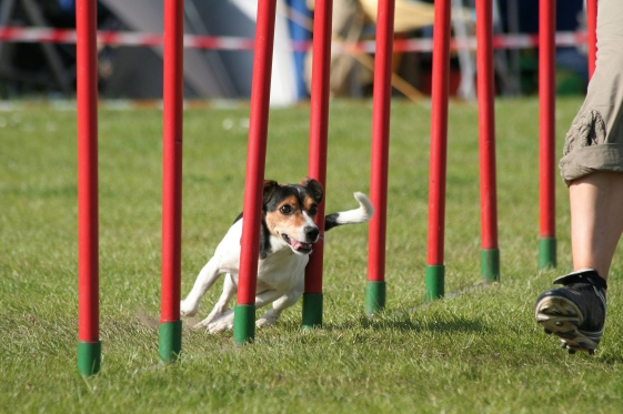 29 Basic Actions to Train Your Dog ~ Good Dog Raising Tips Remember to Favorite