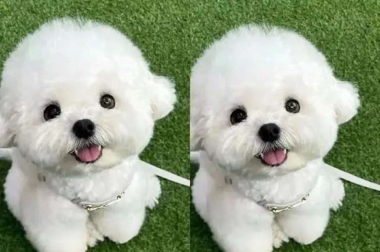 The Complete Guide for New Dog Owners: Smart Dog Care Starts Here