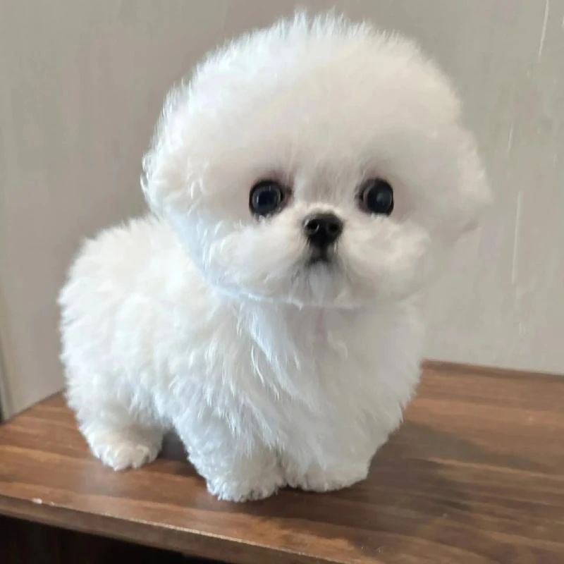 Most Gentle Dogs: Zero Aggression, Need Protection