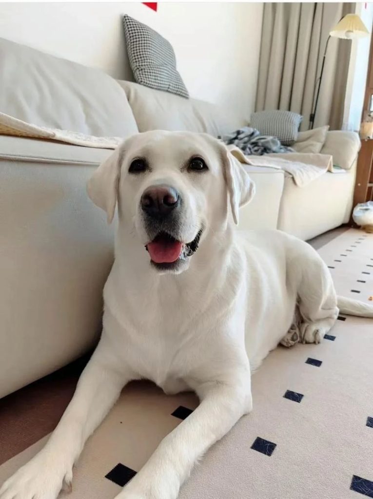 Most Gentle Dogs: Zero Aggression, Need Protection