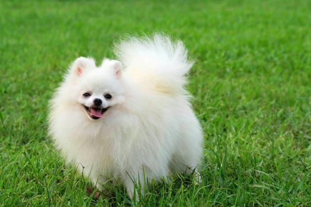 Most Gentle Dogs: Zero Aggression, Need Protection