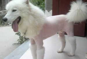 Summer dog, should you shave your dog or not? These points need to pay attention to