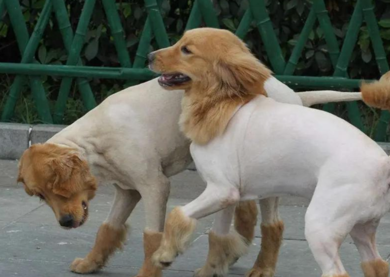 Summer dog, should you shave your dog or not? These points need to pay attention to