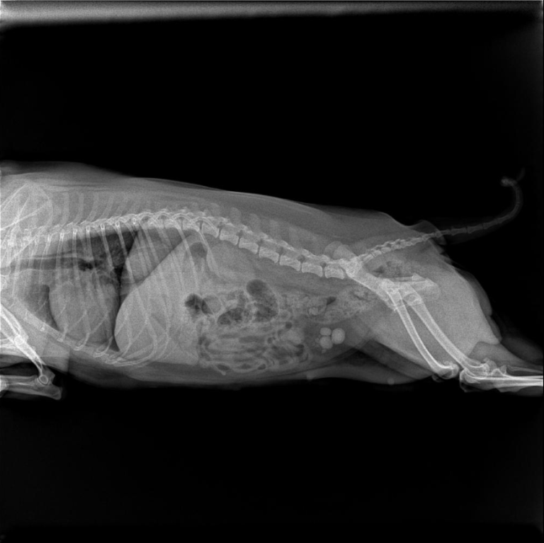 How to treat bladder stones in dogs? Surgery or medication? Which is better?