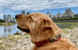 5 Signs Your Golden Retriever Is Aging: A Care Guide for Pet Owners