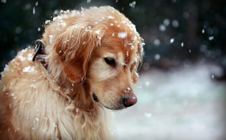 5 Signs Your Golden Retriever Is Aging: A Care Guide for Pet Owners