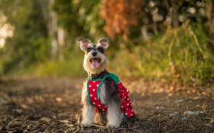 5 Major Benefits of Schnauzers: No Surprise They're So Popular