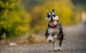 5 Major Benefits of Schnauzers: No Surprise They're So Popular