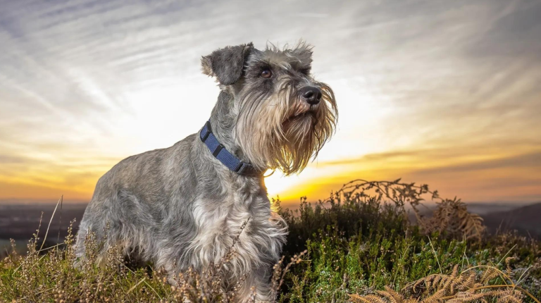 5 Major Benefits of Schnauzers: No Surprise They’re So Popular